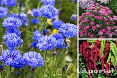 What flowers can be planted for the winter