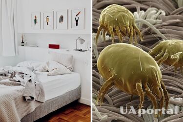 Как узнать, есть ли у вас в постели клещи?