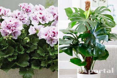 Які кімнатні рослини притягують проблеми з грошима та бідність