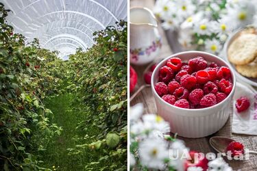 When to plant raspberries in autumn and how to do it - how to plant raspberries correctly