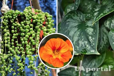 Кімнатні висячі рослини, які підійдуть для дому та балкона