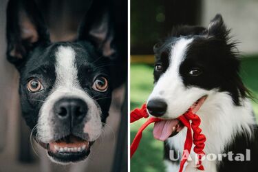 Які команди має знати собака - як навчити собаку команд в домашніх умовах