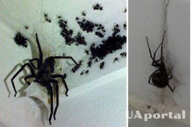 How to get rid of spiders at home