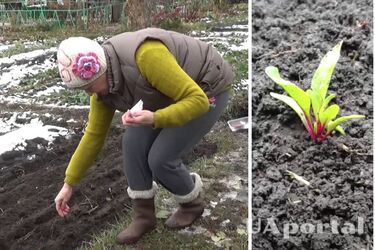 Як і коли садити буряки на зиму