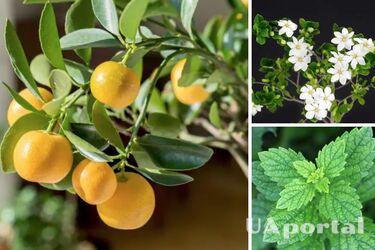 Які кімнатні рослини гарно пахнуть - кімнатні рослини для дому