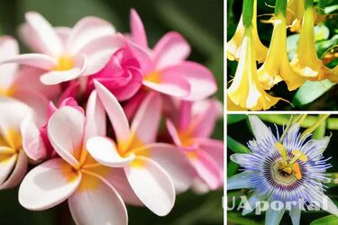 Fragrant indoor plants - which plants have a pleasant smell