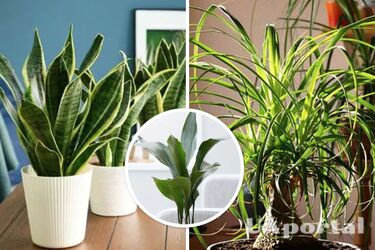 Какие комнатные растения легко выращивать – три вазона, которым нужно мало воды