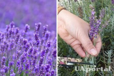 It will delight you with beauty for a long time: how to prune lavender correctly