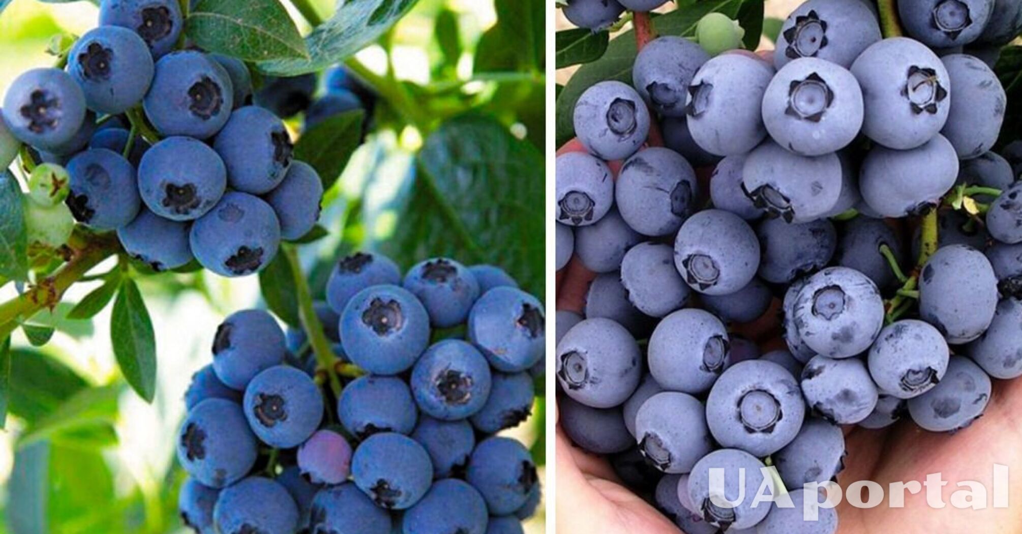 Boosts immunity and lowers blood cholesterol: doctors named 8 reasons to eat blueberries