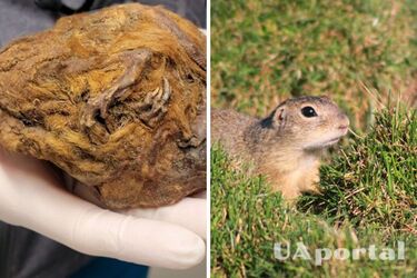В Канаде нашли мумию неизвестного животного в возрасте 30 тысяч лет