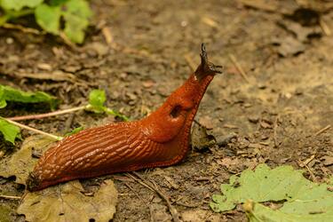 Как сделать ловушку для слизней