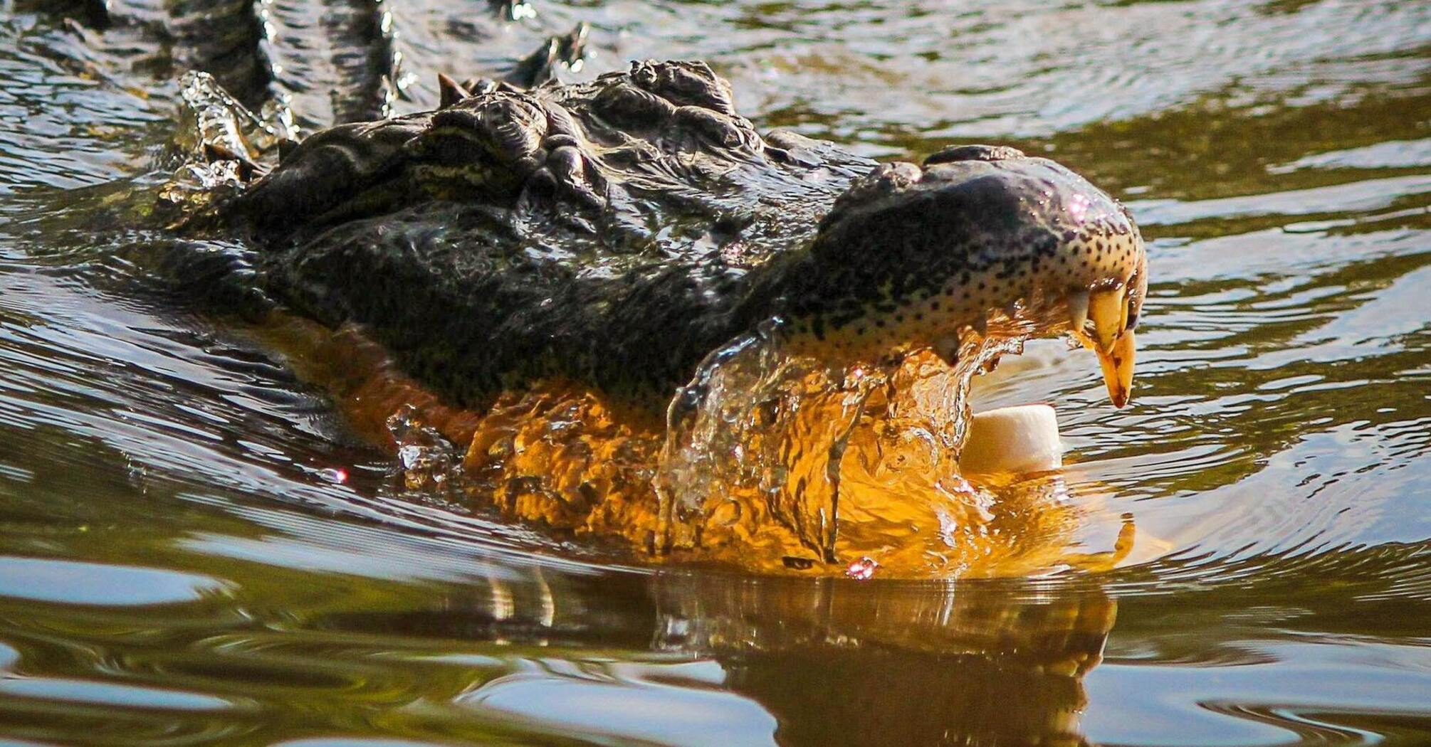 В США огромный аллигатор набросился на плавающих в озере девочек (видео)