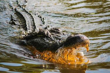 В США огромный аллигатор набросился на плавающих в озере девочек (видео)