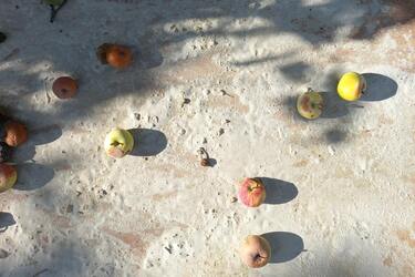 Unique ways to benefit from fallen apples