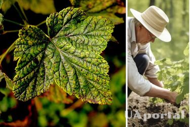 How to fertilize currants before winter in order to get a large harvest in spring