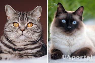 Mysterious creatures that protect their owner from evil: signs related to cats