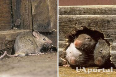 Як відлякати мишей з дому