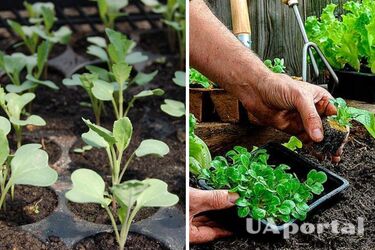 Ogrodnicy wymienili 4 powody, dla których warto wykorzenić torf na miejscu