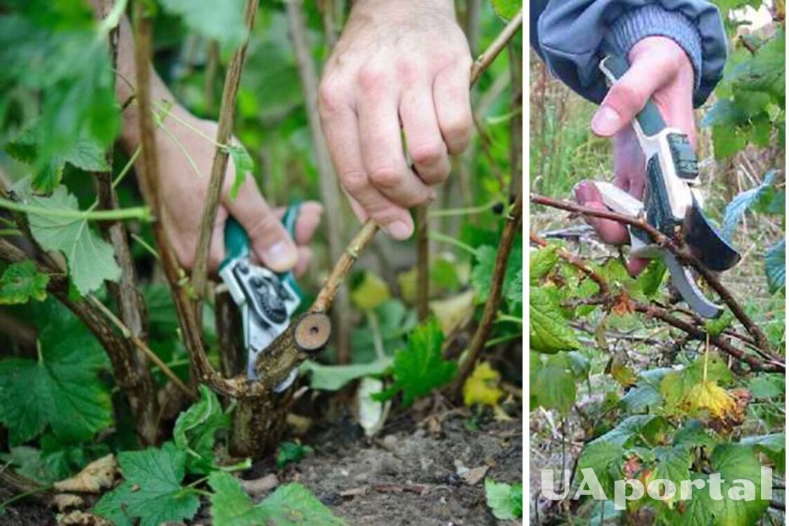 How to prune currants and gooseberries in the fall to prepare them for the cold