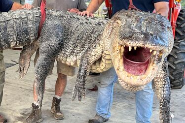 Понад 4 метри в довжину: у Міссісіпі мисливці вполювали гігантського алігатора (фото)