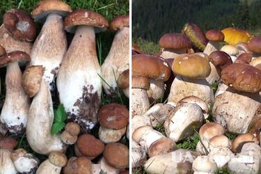 Где собирать и как приготовить свежие белые грибы