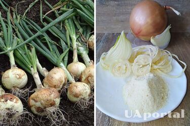 Как продлить срок хранения лука с помощью муки