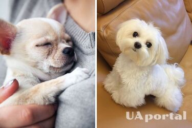 Cynologists have answered why small dogs constantly tremble