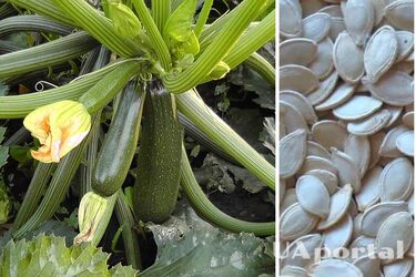 They will delight you next season: how to collect and store zucchini seeds