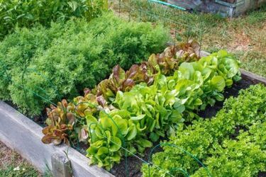 Что можно посадить на огороде в сентябре