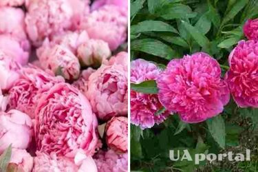 Аби не обмерзли взимку: як доглядати за півоніями восени