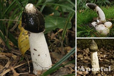 В Германии в лесу нашли странный 'вонючий гриб', похожий на фаллос (видео)