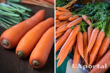 Как вернуть моркови свежесть и сочность – что делать, если морковь стала мягкой