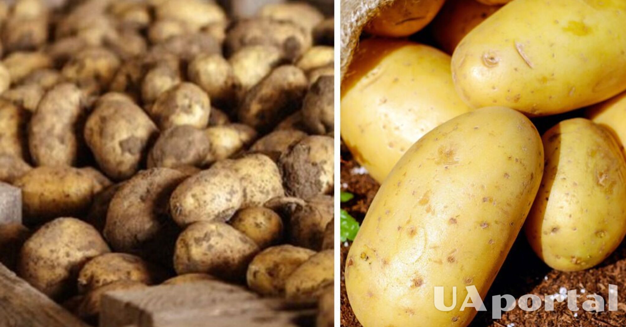 Как хранить картофель, чтобы он не порос до весны