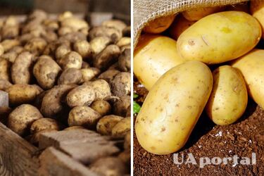 Как правильно хранить картофель зимой - правила хранения картофеля