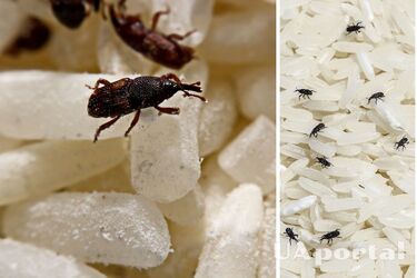 Как избавиться от жуков и личинок в крупах