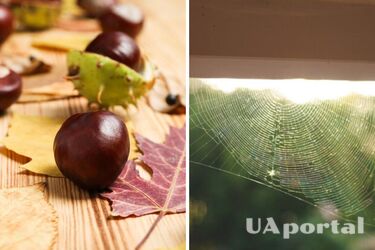 Как отпугнуть пауков с помощью запаха каштанов