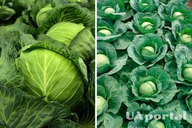 Jak zachować zbiory kapusty we wrześniu: porady doświadczonych ogrodników