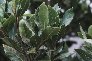 Як виростити лавровий лист на підвіконні: три методи