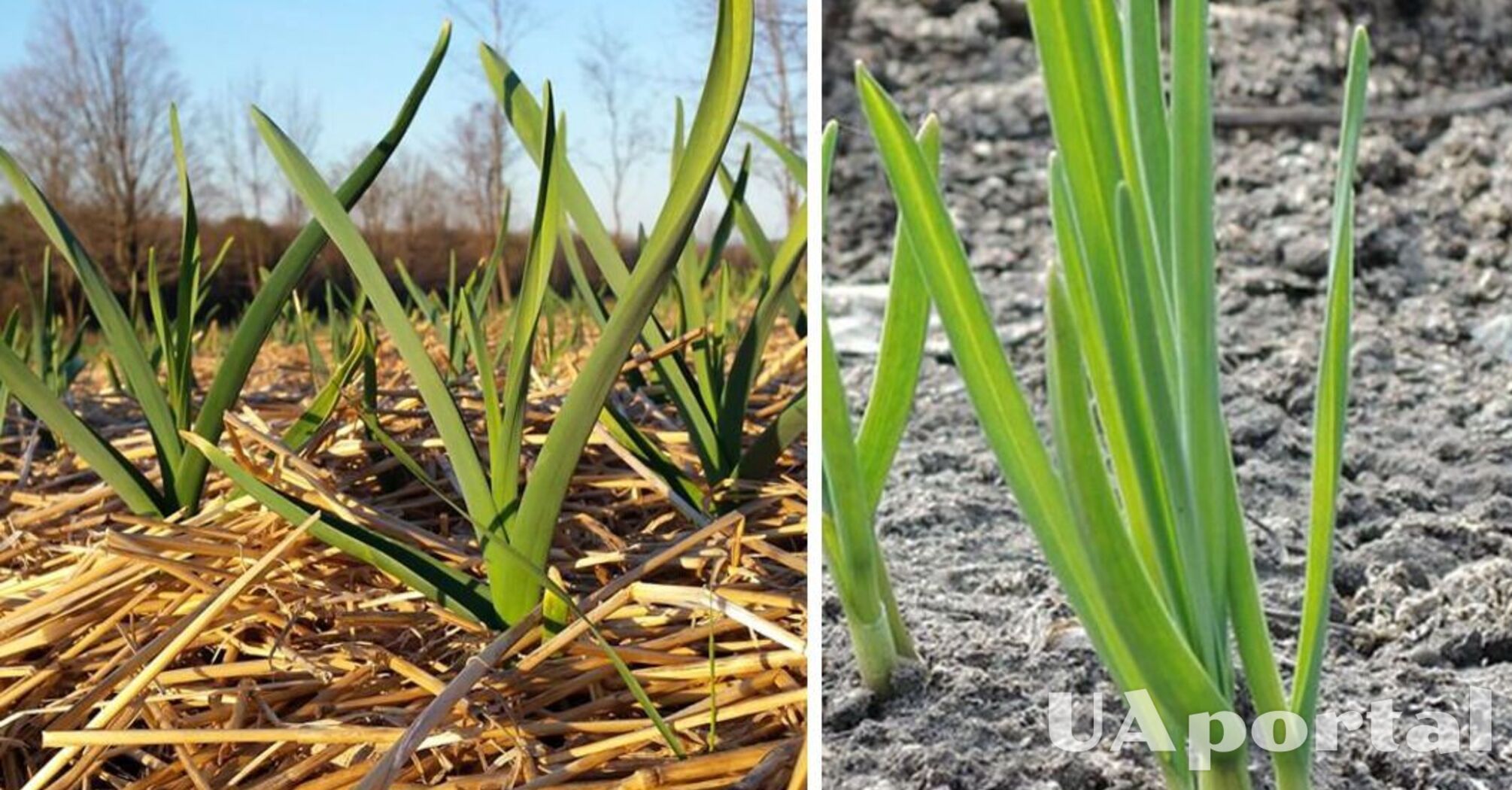 Winter garlic sprouted before frost: gardeners shared what to do