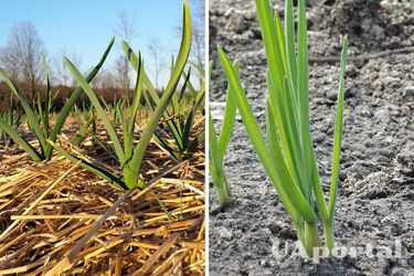 Winter garlic sprouted before frost: gardeners shared what to do
