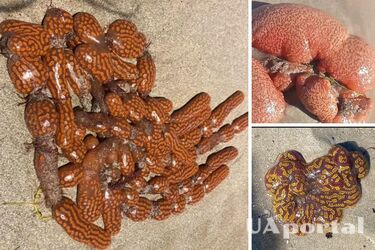 В Австралии на пляже люди обнаружили загадочных липких 'инопланетян' (фото)