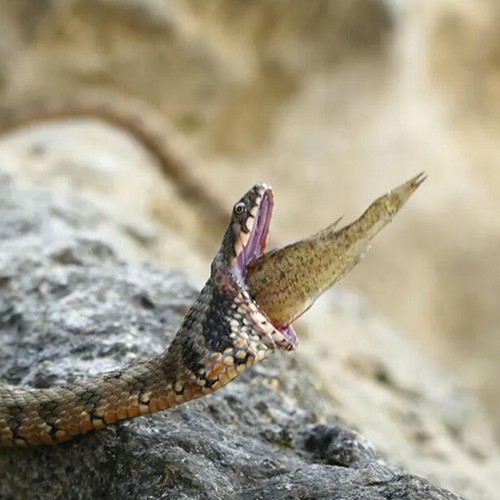 Во Франции спасли змею, в горле которой застряла рыба (фото)