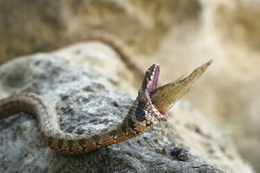 A viper with a fish stuck in its throat rescued in France (photo)