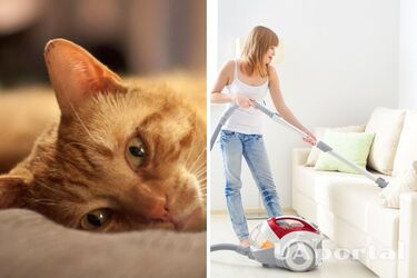 How to clean a sofa from animal hair without special means