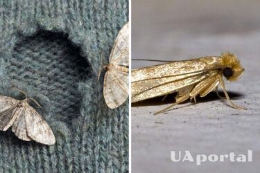 Как быстро прогнать моль из дома: способы, без использования химии