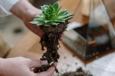 Як правильно доглядати за сукулентами: основні поради
