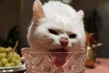 Ветеринари пояснили, що станеться з кішкою, якщо годувати її 'людською їжею'