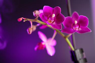 Чому орхідеї не цвітуть: є простий, але ефективний лайфхак