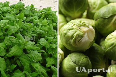 Диетологи назвали 8 овощей с низким уровнем углеводов