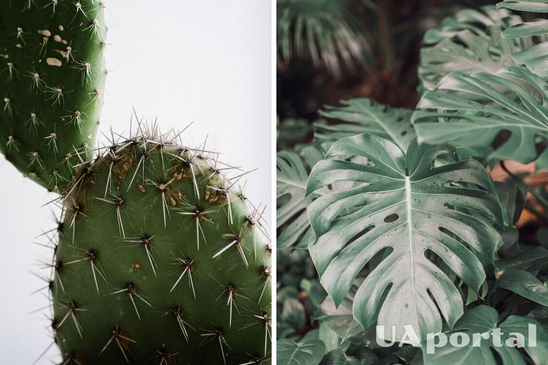 These indoor plants 'feed' on the energy of their owners